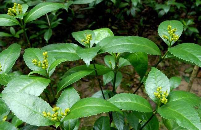 优选 肿节风分散片