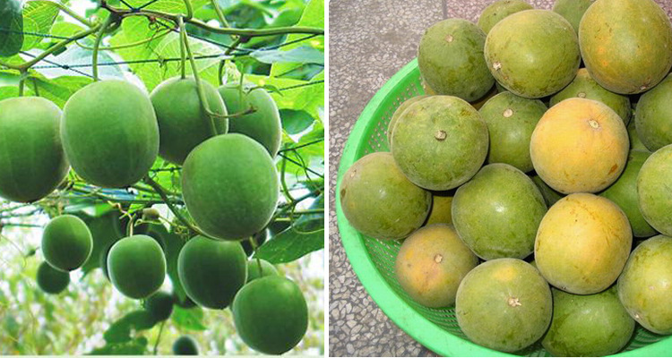 优选 罗汉果凉茶植物固