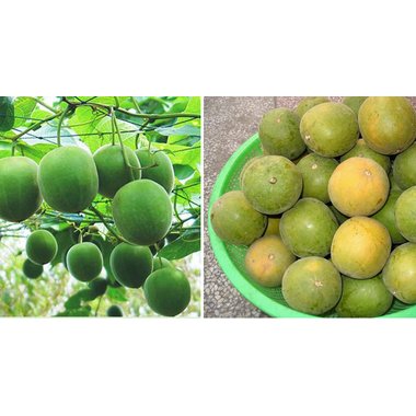 罗汉果凉茶植物固