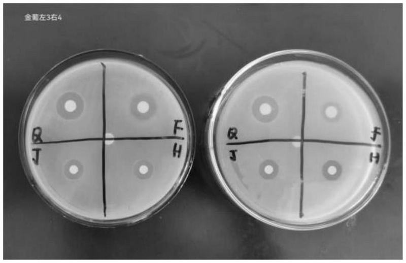 优选 苦参黄柏妇用抑菌
