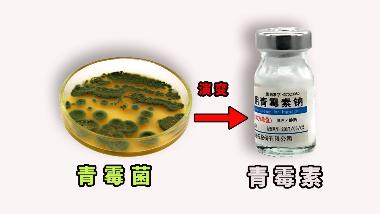 优选 庆大霉素普鲁卡因