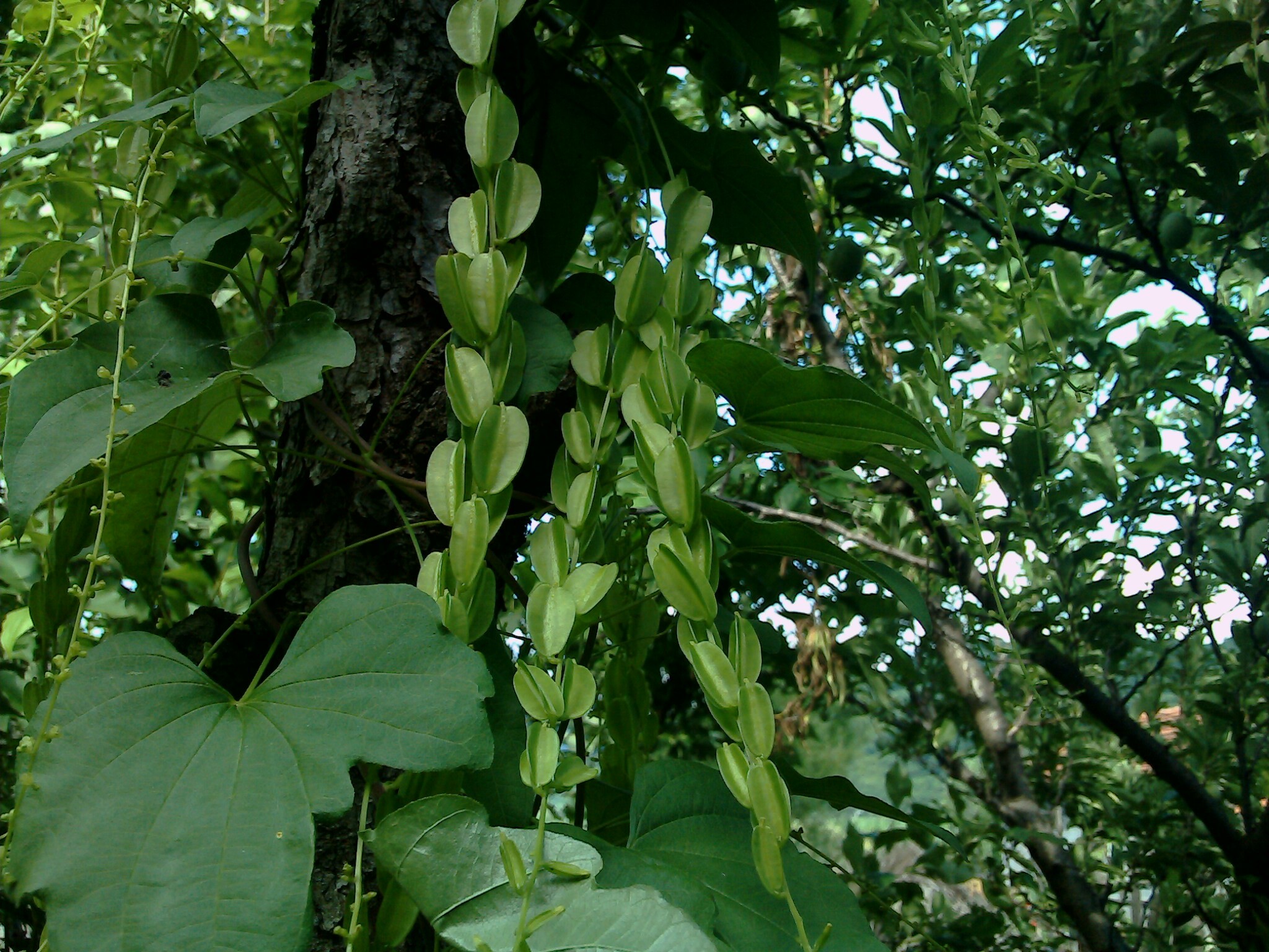 优选 穿龙薯蓣皂苷片