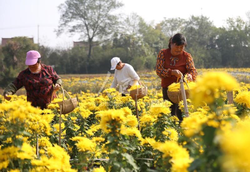 优选 金丝黄菊代用茶