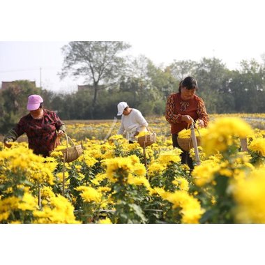 金丝黄菊代用茶