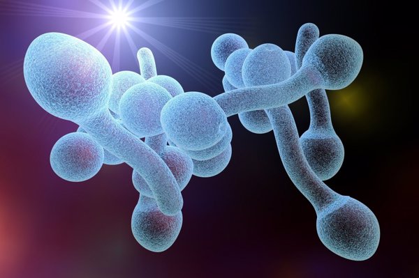 优选 聚肌胞注射液