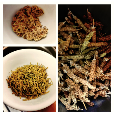 桑叶菊花凉茶植物