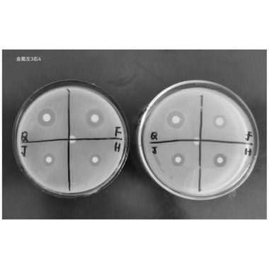 植物本草抑菌洗液