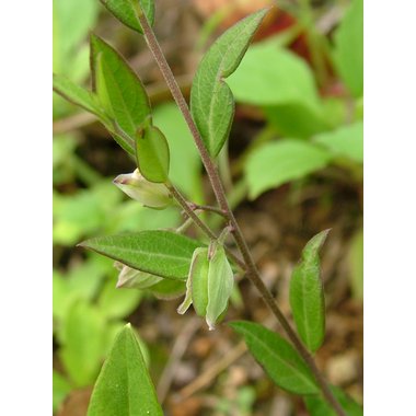 复方瓜子金颗粒