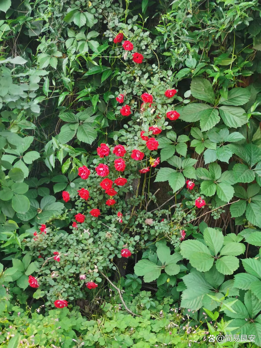 优选 安神补心丸(套盒