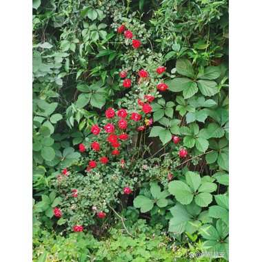 安神补心丸(套盒