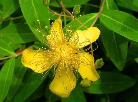 优选 祖师麻注射液