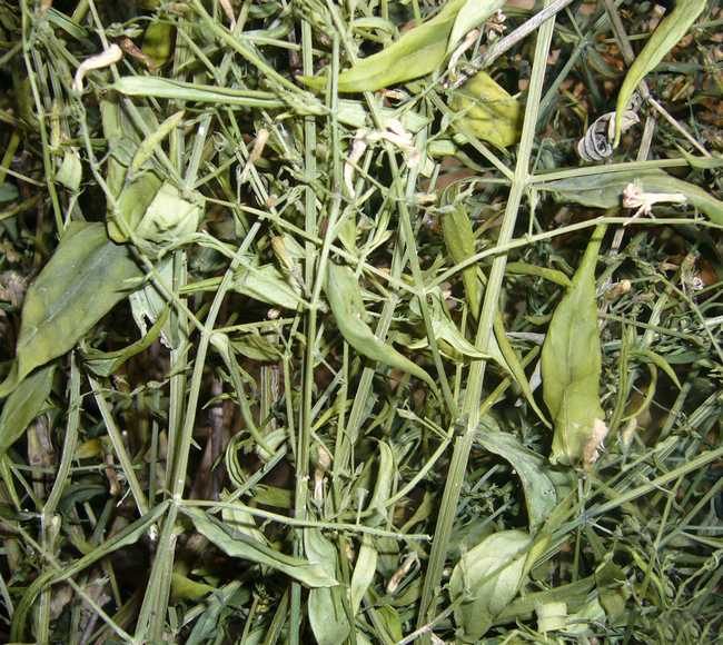 优选 穿心莲片