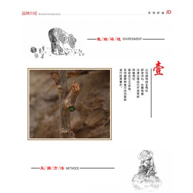 宁夏枸杞代用茶