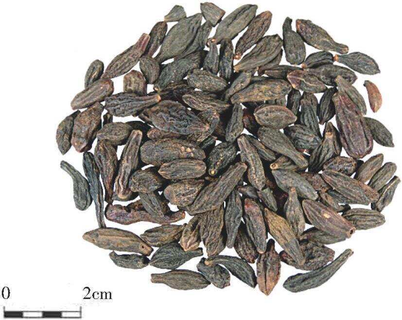 优选 西青果颗粒