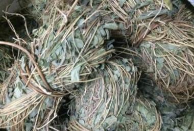 优选 鸡骨草片(套盒）