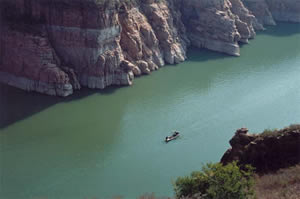 优选 曲尼司特胶囊(曲