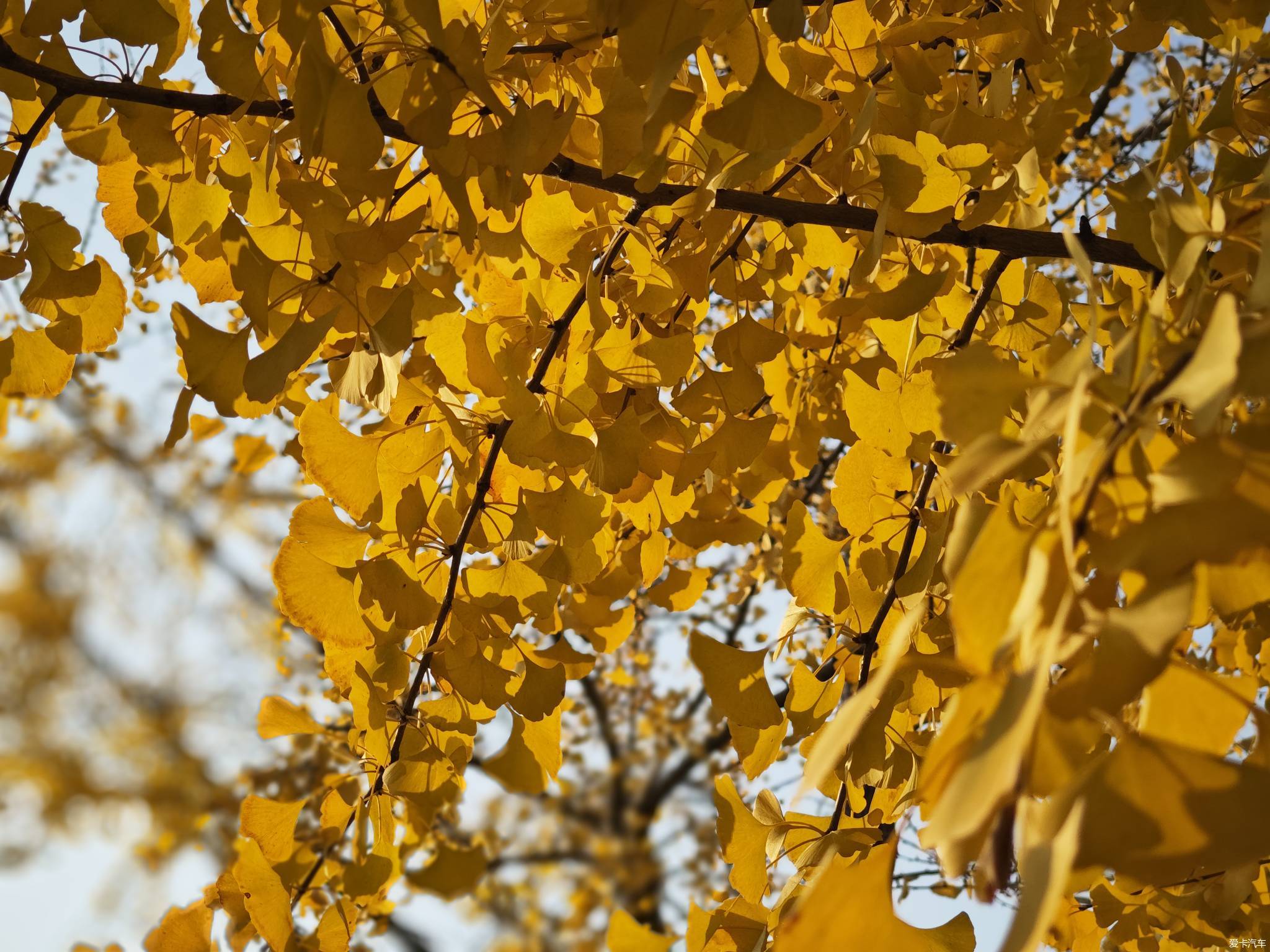 优选 银杏叶分散片