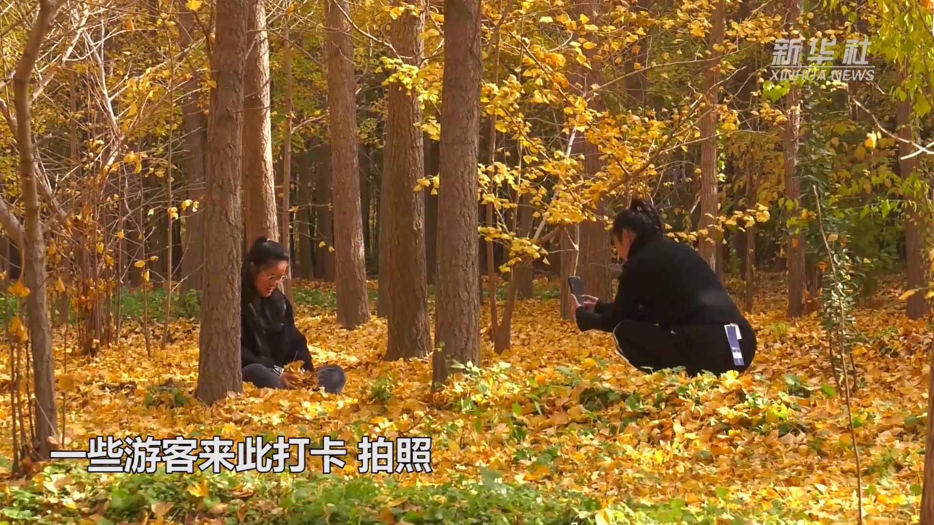 优选 银杏叶片(薄膜衣