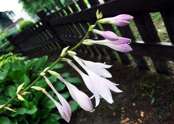 优选 玉簪清咽十五味丸