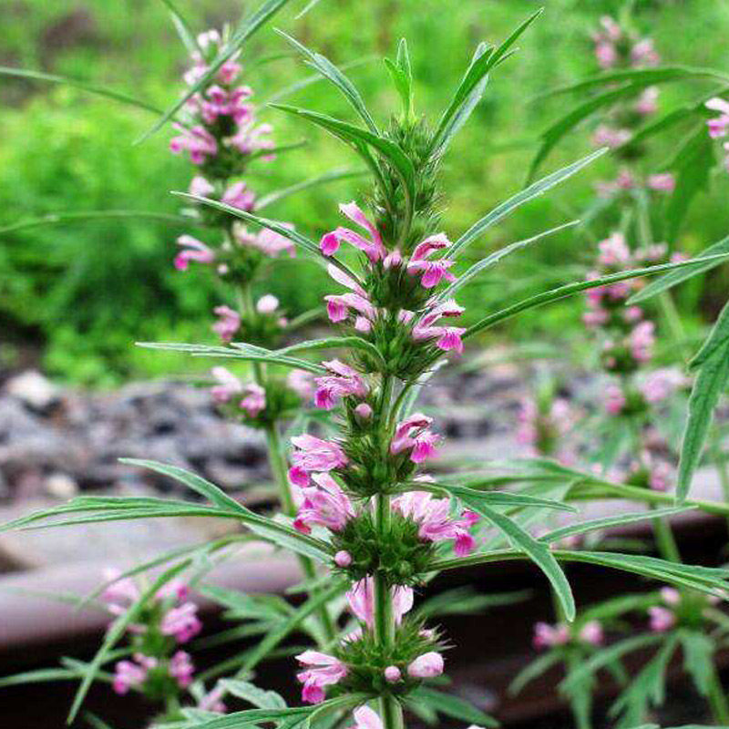 优选 益母草软胶囊