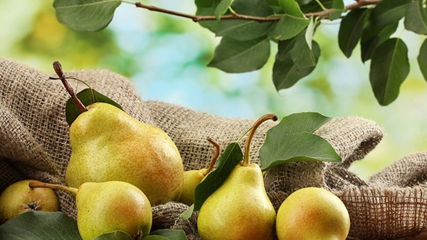 优选 裸花紫珠分散片