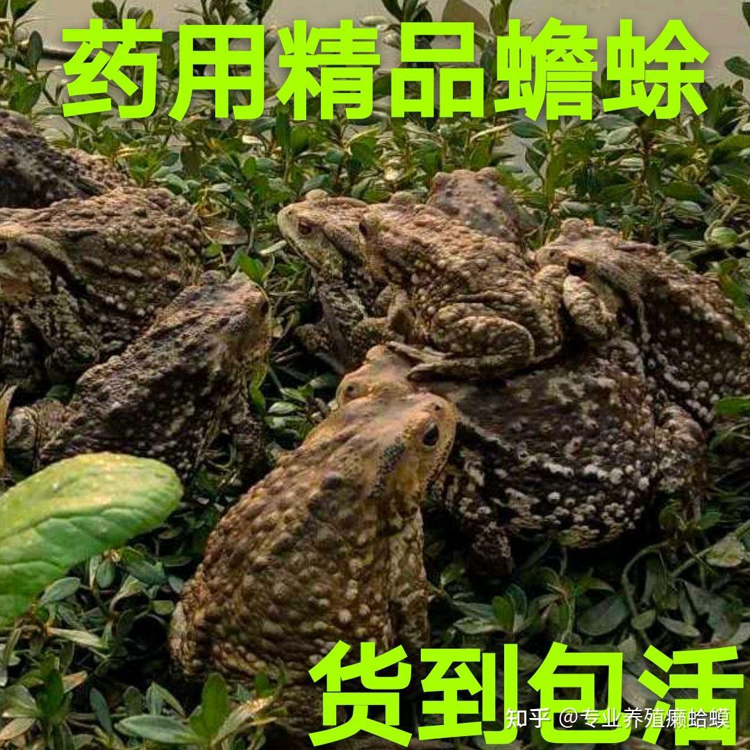 优选 蟾麝救心丸（套盒