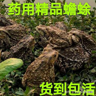 优选 蟾麝救心丸（套盒