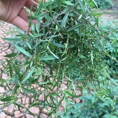 优选 白花蛇舌草