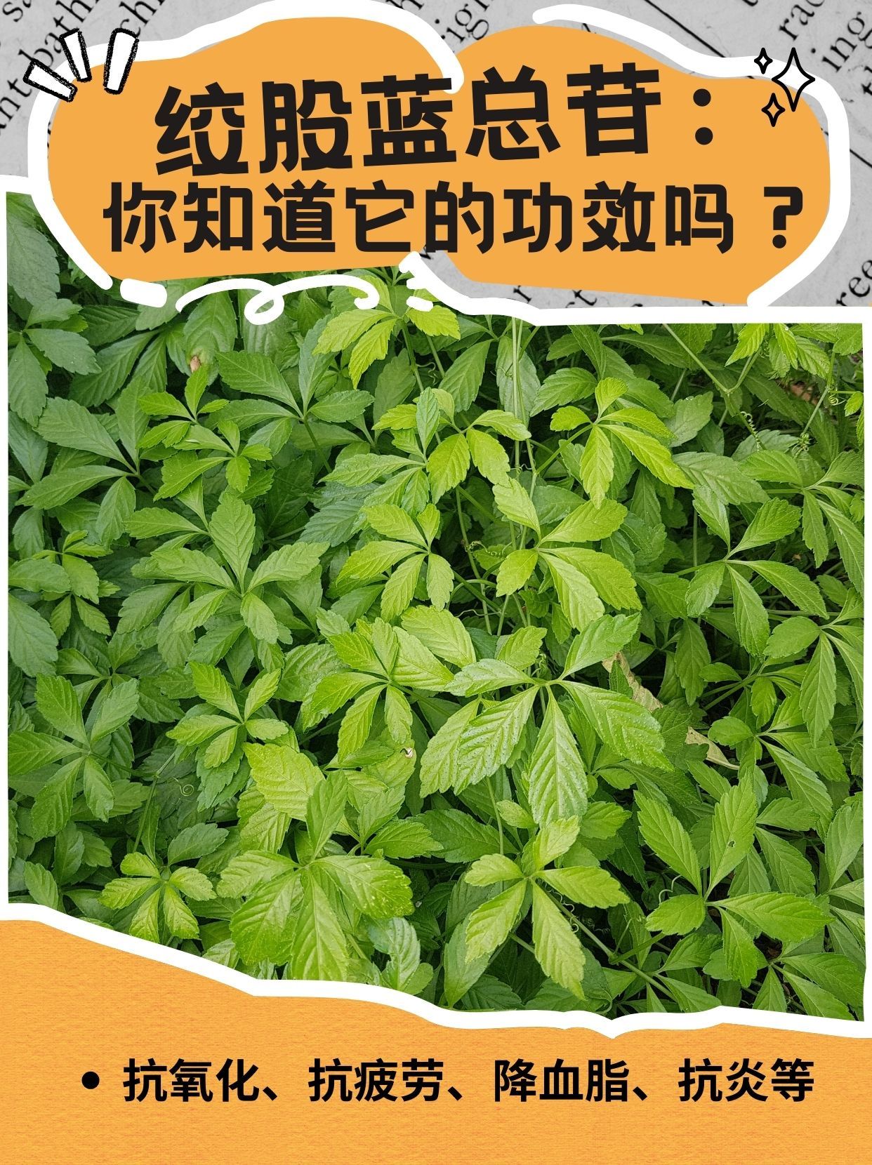 优选 绞股蓝总苷胶囊