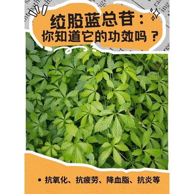 绞股蓝总苷胶囊