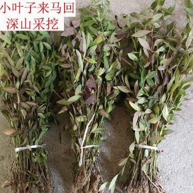 优选 勒马回胶囊